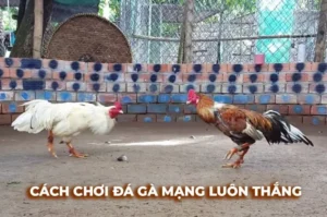 Bậc Thầy Đá Gà Sabong PG88 Bí Quyết Thắng Lớn Từ Cao Thủ