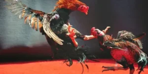 Chiến Thuật Bất Bại Khi Chơi Đá Gà WS168 Tại PG88 Mới Nhất